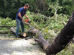 Best Tree Mulching  in Trafalgar, IN