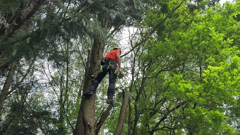 Best Tree and Shrub Care  in Trafalgar, IN
