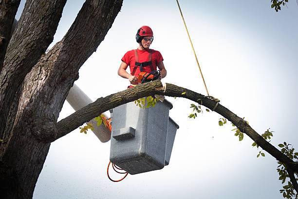 Best Leaf Removal  in Trafalgar, IN