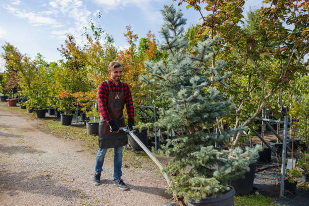 How Our Tree Care Process Works  in  Trafalgar, IN